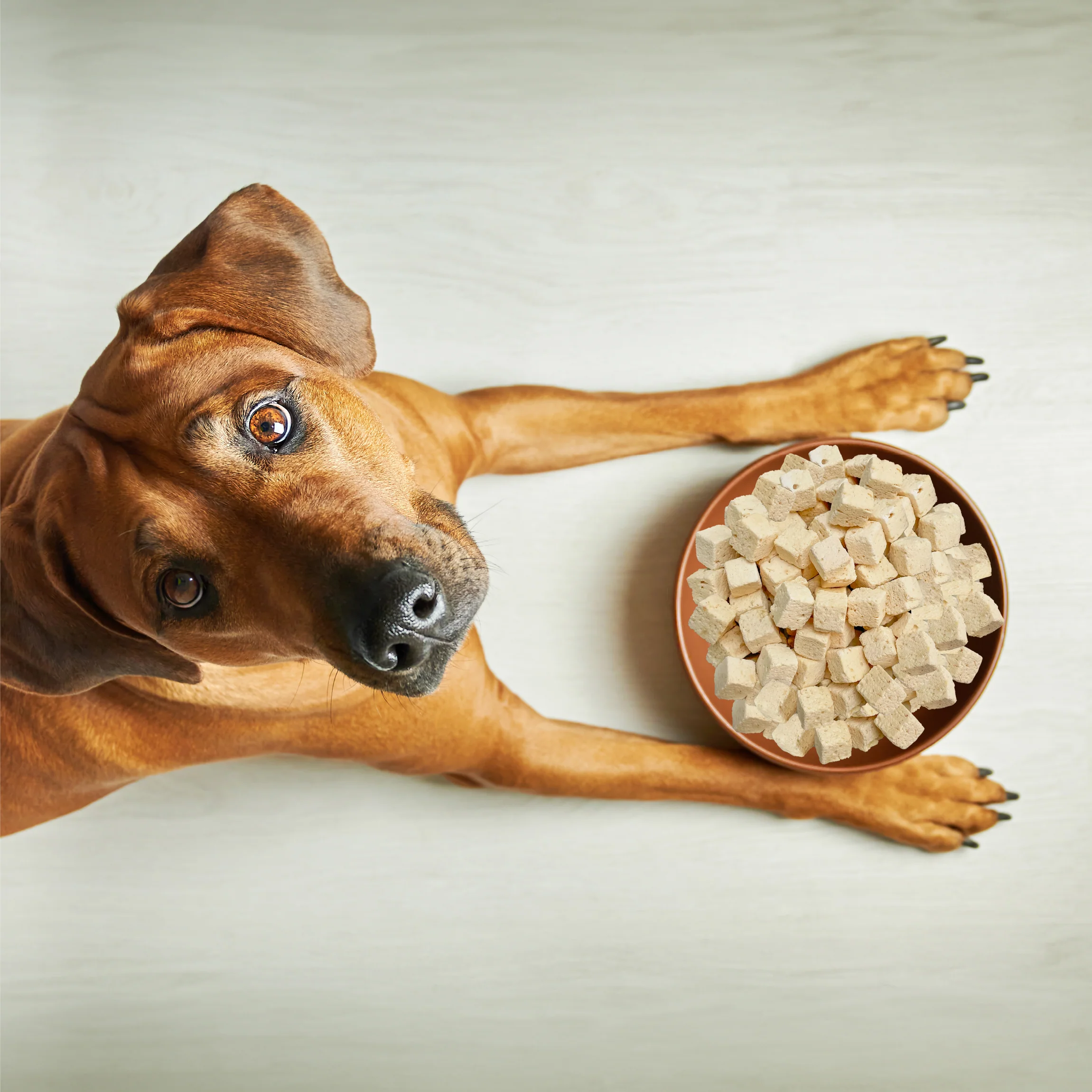 Paw Lickin Chicken Freeze Dried - Image 9